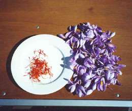 مصرف گیاه زعفران در پیشگیری از بروز افسردگی موثر است مصرف گیاه زعفران در پیشگیری از بروز افسردگی موثر است