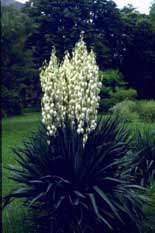 مراقبت از گیاهان آپارتمانی - یوکا