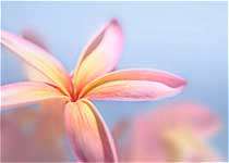 آوای روح افزا
