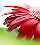 سه روز فرصت برای دیدن سه روز فرصت برای دیدن