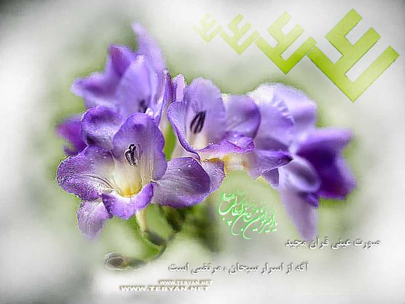 ويژه نامه ولادت حضرت علي عليه السلام سال 88 – طواف حرم عشق