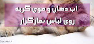 طهارت و نجاست موش ؛ حکم فضله، مو و آب دهان موش 