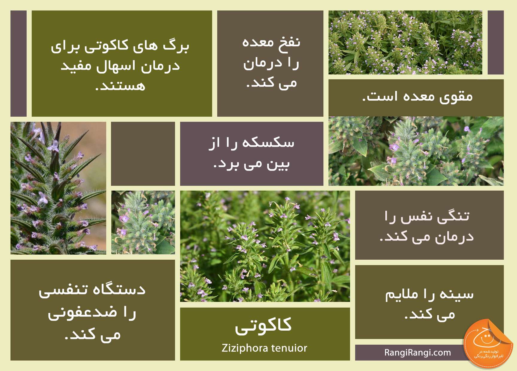 کاکوتی، برادر آویشن