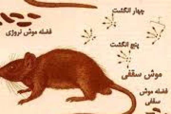 اطلاع از وجود فضله موش در غذا بعد از اتمام 