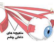 شـگفتی‌های‌ آفرینش‌ دستگاه بینائی