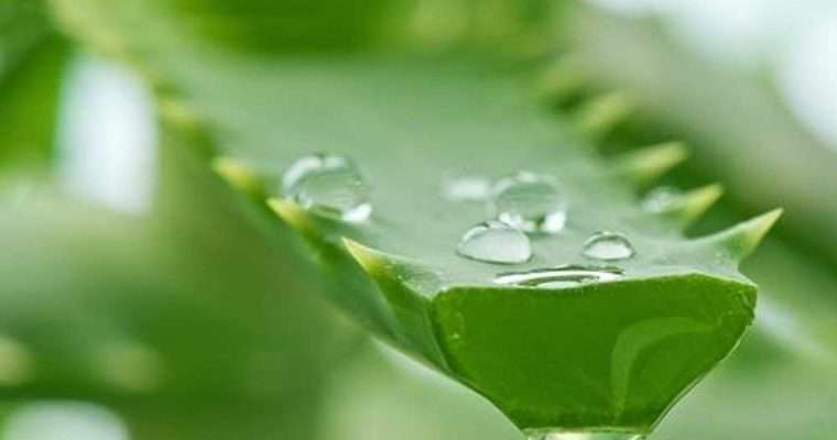  چه غذاهایی برای رفلاکس معده مفیدند و چه غذاهایی مضر؟
