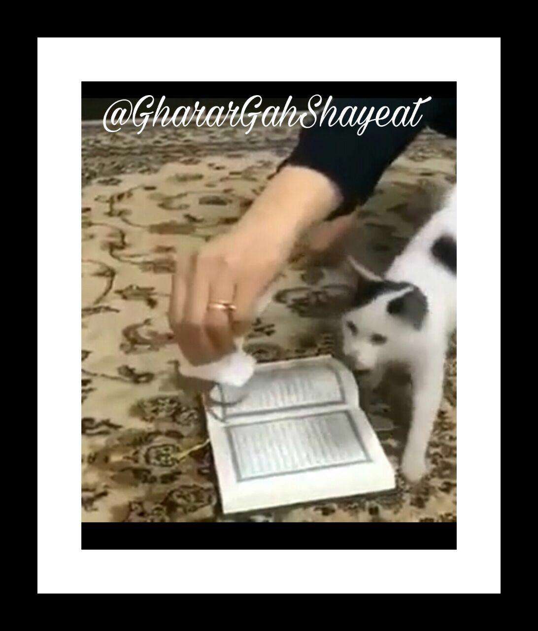 شبهه رد نشدن گربه از روی قرآن