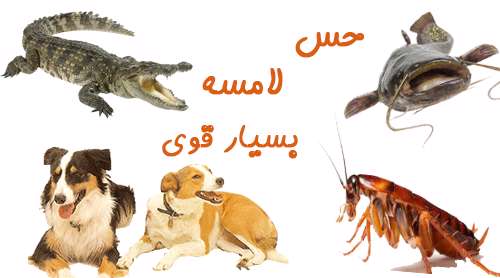 قدرت لامسه چه حیوانی قوی‌تر است؟