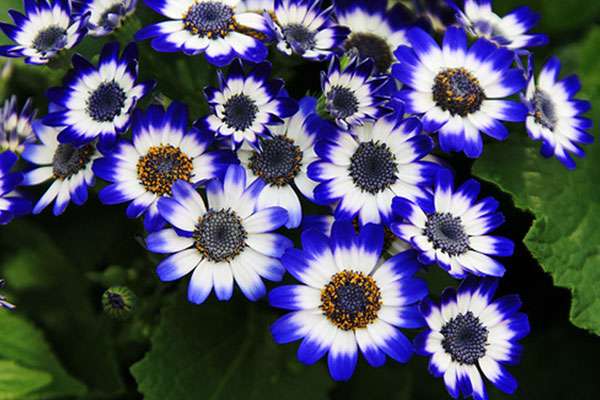 گل های مناسب برای کشت زمستانی