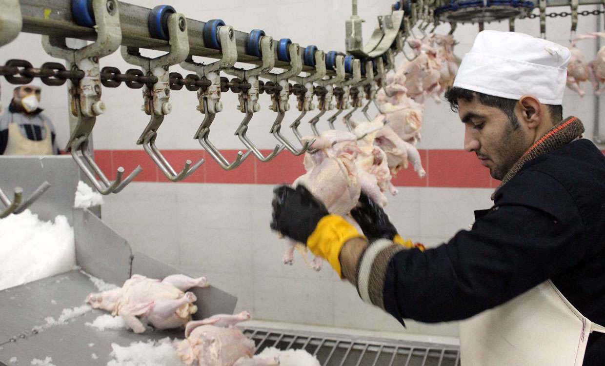 آیا ذبح طیور با دستگاه شرعی است؟