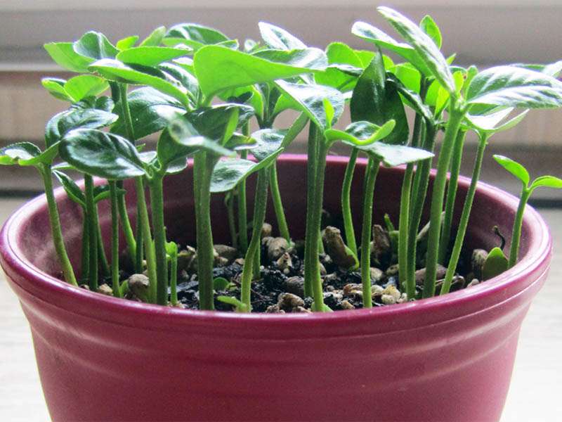 آموزش کاشت مرکبات به جای گندم برای سبزه عیدنوروز