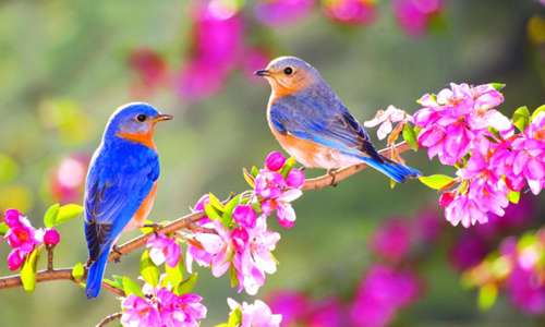 راهکارهای حفظ سلامت در فصل بهار