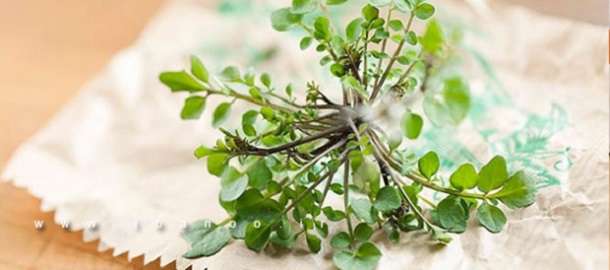 گیاهان دارویی برای پوست و زیبایی