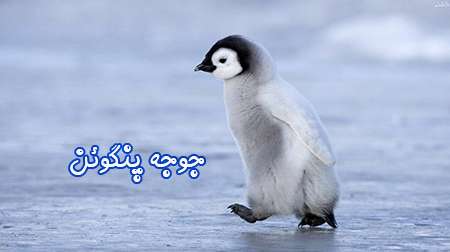 جوجه پنگوئن