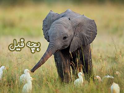  بچه فیل این حیوان عظیم الجثه