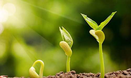 آرامش و استحکام خانواده؛ سوغات کرامت برای سبک زندگی