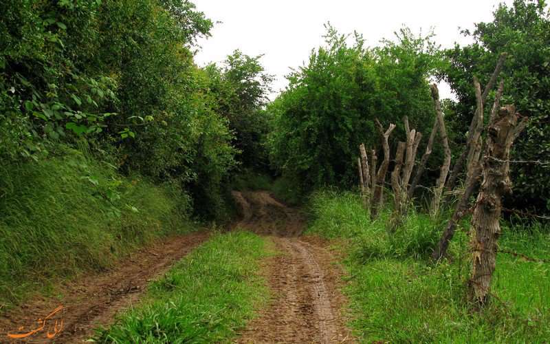  سرسبزی یعنی روستای کوتنا