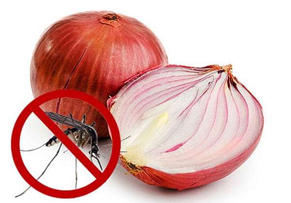 تغذیه در گزیدگی