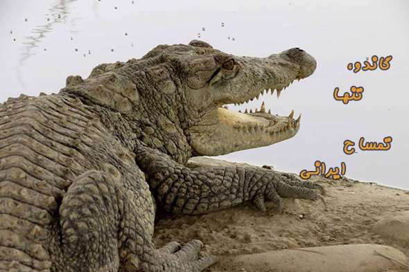  تمساحی به نام گاندو