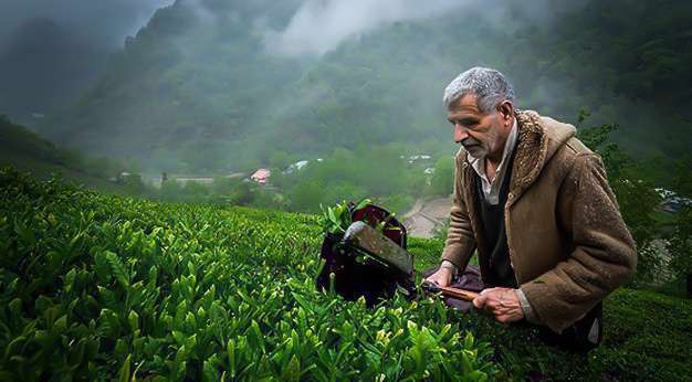 چگونه کشاورزی هلند دوبرابر نفت ایران درآمد دارد؟
