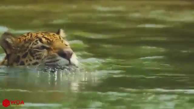 وقتی شکارچی خود شکار می شود