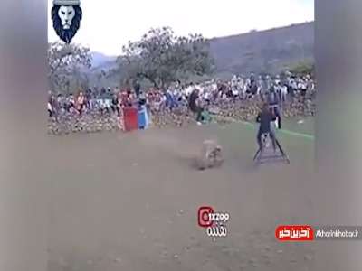 الاکلنگ بازی با گاو عصبانی!