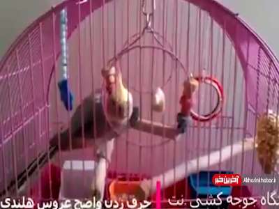 حرف زدن واضح طوطی «عروس هلندی» سخنگو!
