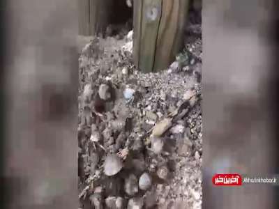 اجتماع خرچنگ ها در سواحل ژاپن