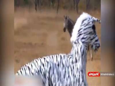 دو آدم با لباس گورخر در قلمرو شیرها