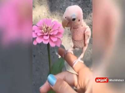 به نظر شما چرا این پرنده بینوا کرک و پر نداره؟!