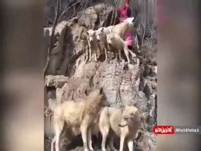 ملکه گرگ ها در چین