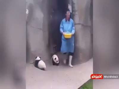 شغل جالب نگهداری از پاندا!