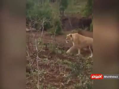 سناریوی هوشمندانه گله شیر برای شکار گراز!