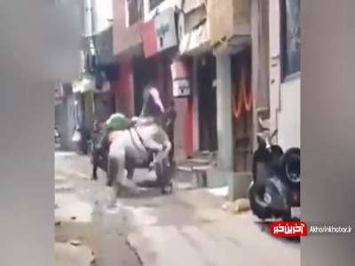 گیرِ سگی به اسب نگون‌بخت گاری
