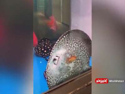 تا حالا غذا خوردنِ سفره ماهی رو دیدین؟!‌