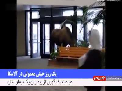 وقتی گوزن به بیمارستان می رود!