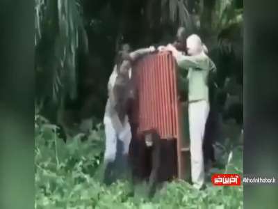 لحظه احساسی خداحافظی شامپانزه با نجات دهندگانش