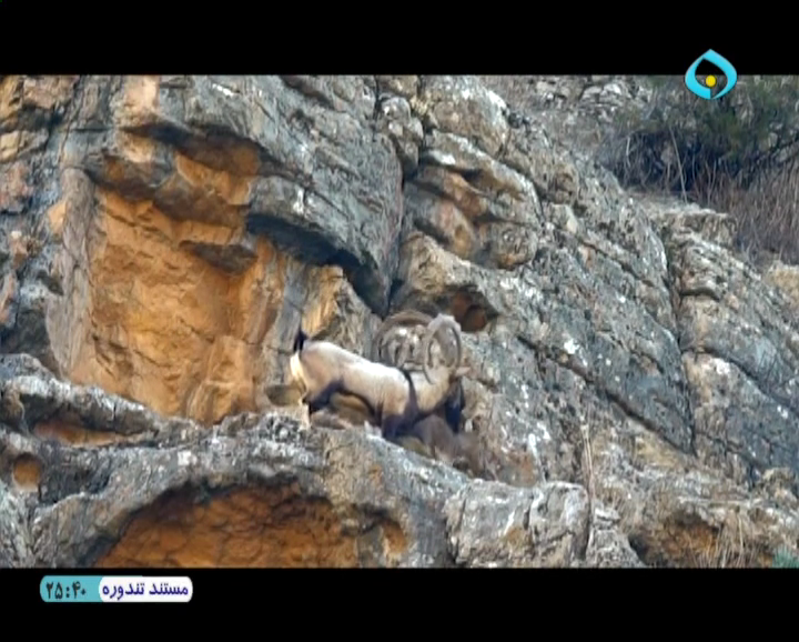 بز و کل کوهی