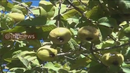 گواوای آمریکایی‌ها، همان «زیتون» سیستانی‌های خودمان!