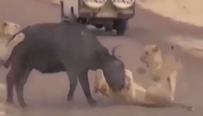 شکار بوفالو توسط چند شیر ماده
