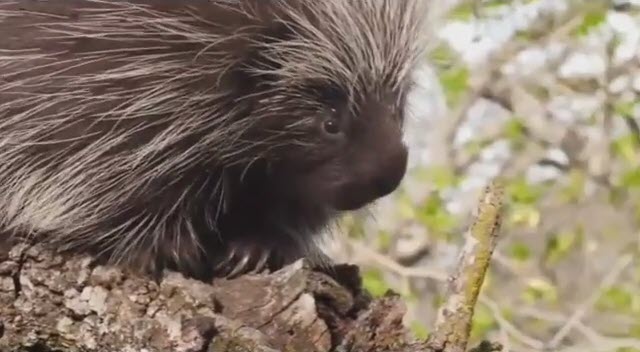 تشی یا جوجه‌تیغی