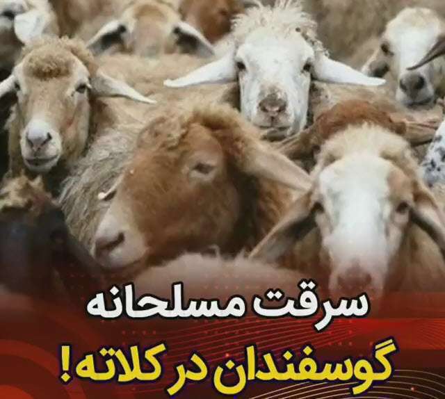 سرقت‌ مسلحانه‌گوسفند در شهرستان کلاله استان گلستان