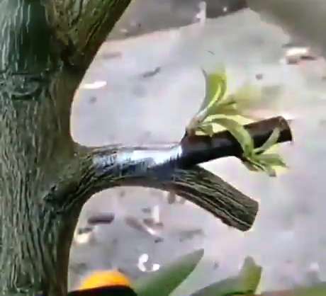 نحوه صحیح پیوند زدن گیاه
