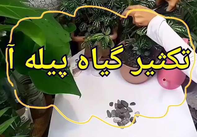 روش تکثیر گیاه پیله آ
