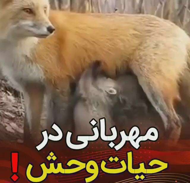مهربانی در حیات وحش