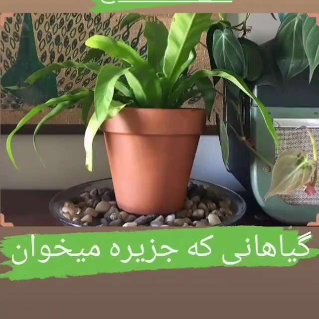آشنایی با گیاهانی که به جزیره نیاز دارند