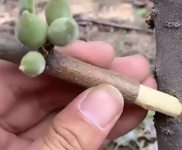 آموزش پیوند در درخت بادام
