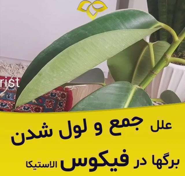 علل جمع و لول شدن برگهای گیاه فیکوس