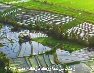 تلاوت شور از استاد عبدالباسط محمد عبد الصمد به مناسبت سالگرد فوت