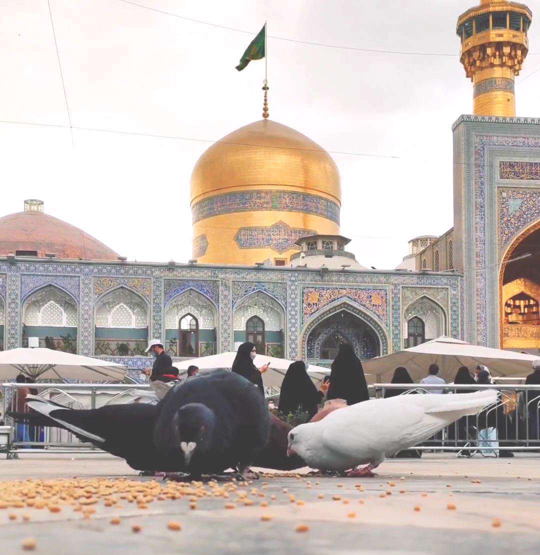 السلام علیک یا نور الله فی ظلمات الارض؛ استوری چهارشنبه های امام رضایی